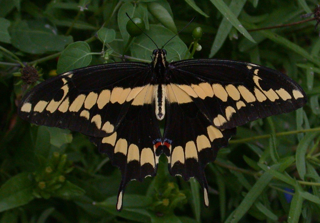 Giant Swallowtail