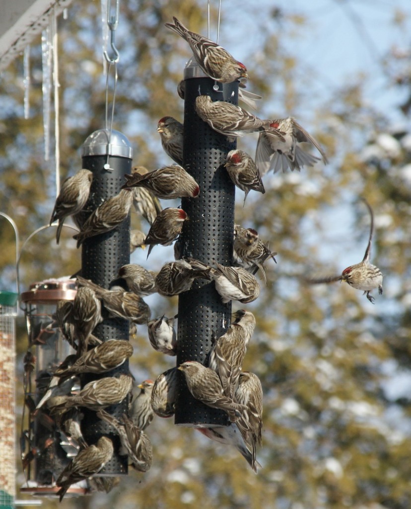 Redpolls at nyjer feeder